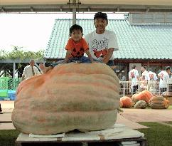 Okayama farmer wins giant pumpkin contest.